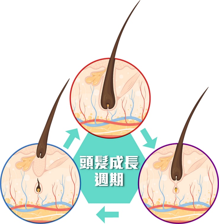 進行生髮療程前先了解脫髮成因, 毛髮的生長週期，包含了3個不同的階段，分別是生長期、衰退期跟休止期。